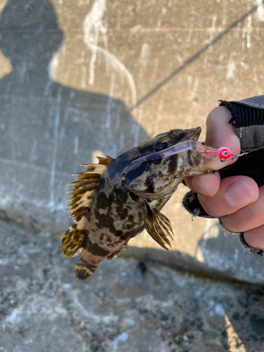 タケノコメバルの釣果