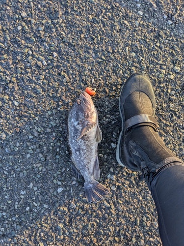 クロソイの釣果