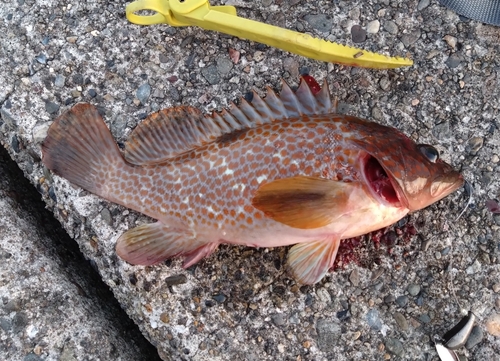 アコウの釣果