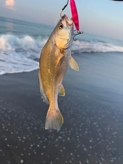 ニベの釣果