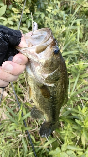 ラージマウスバスの釣果