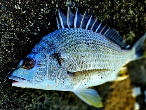 キチヌの釣果