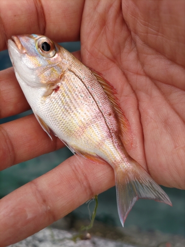 チャリコの釣果