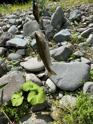 ニジマスの釣果