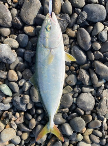 ワカシの釣果