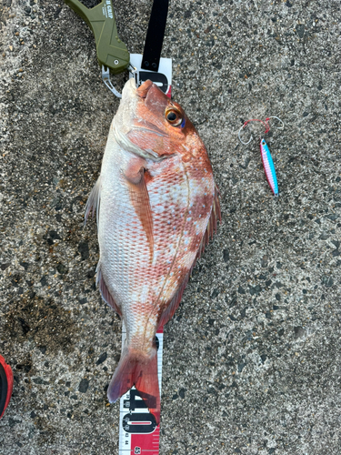 マダイの釣果