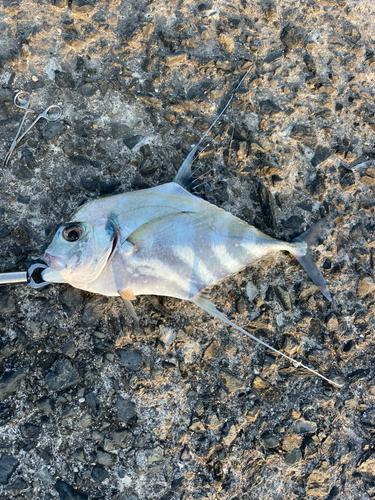 イトヒキアジの釣果