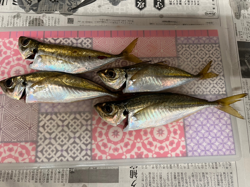 アジの釣果