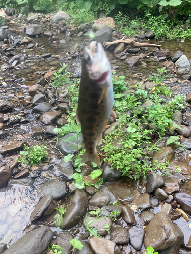 ヤマメの釣果