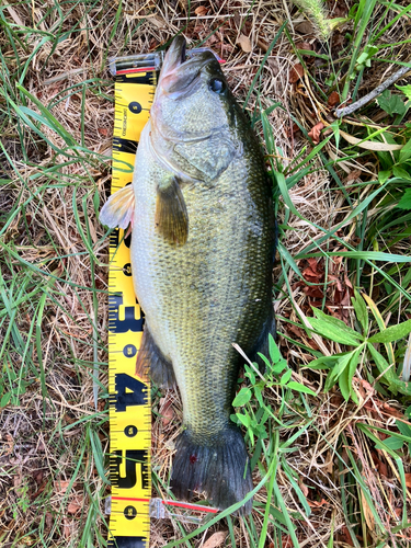 ブラックバスの釣果