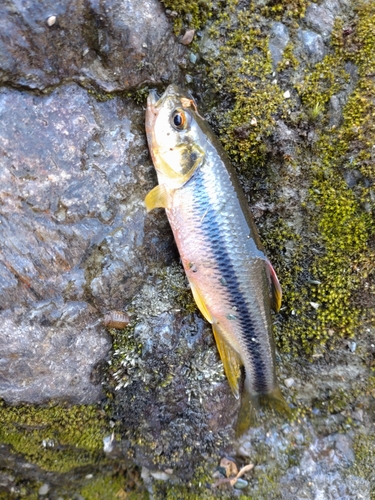 カワムツの釣果