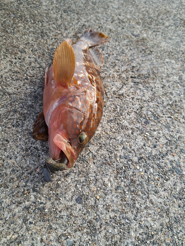 アコウの釣果