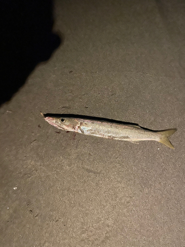 カマスの釣果