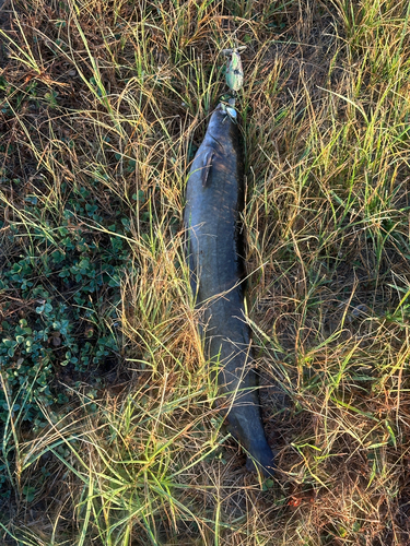 ナマズの釣果