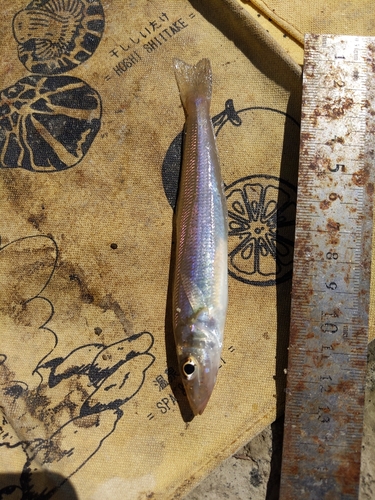 キスの釣果