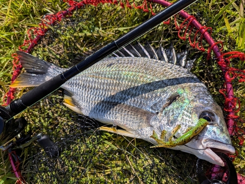 キビレの釣果