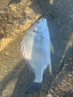 キビレの釣果