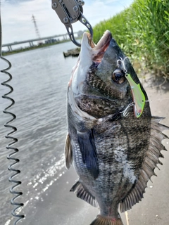 クロダイの釣果