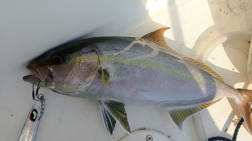 ヒレナガカンパチの釣果