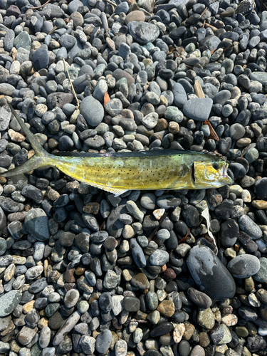 シイラの釣果