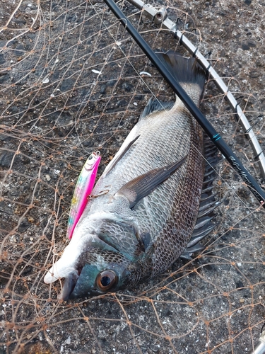 チヌの釣果