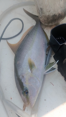 ヒレナガカンパチの釣果