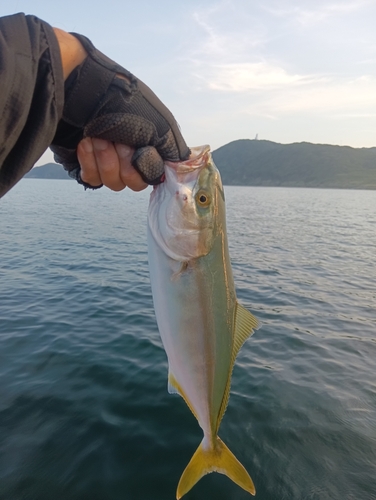 ショゴの釣果