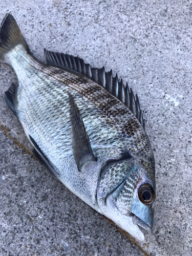 チヌの釣果