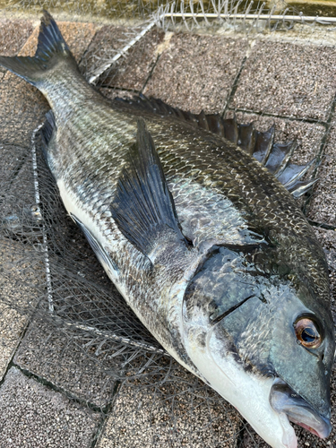 チヌの釣果