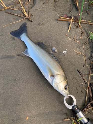 セイゴ（マルスズキ）の釣果