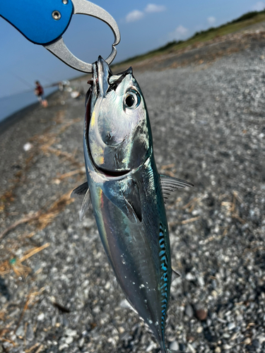 ソウダガツオの釣果