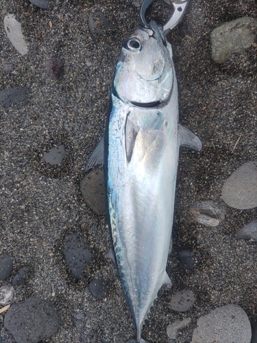 ソウダガツオの釣果