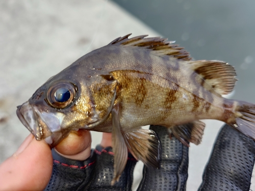 メバルの釣果