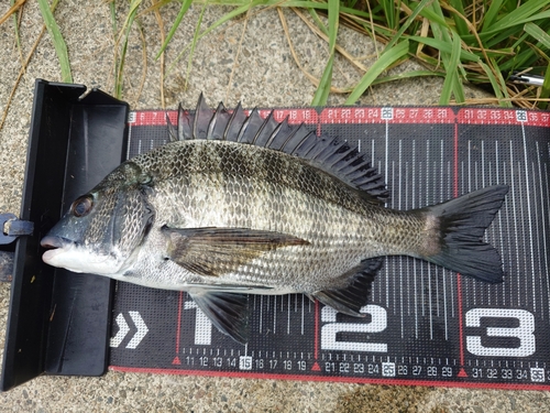 クロダイの釣果