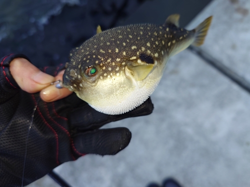 クサフグの釣果