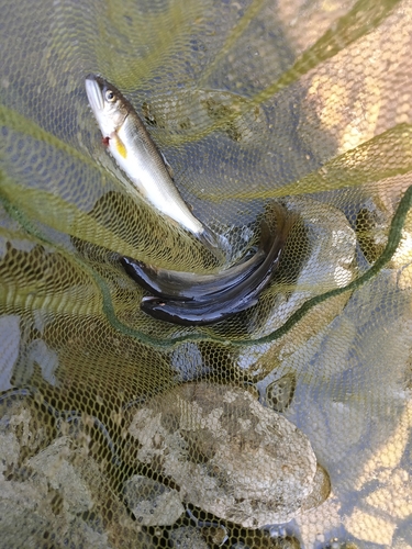 アユの釣果