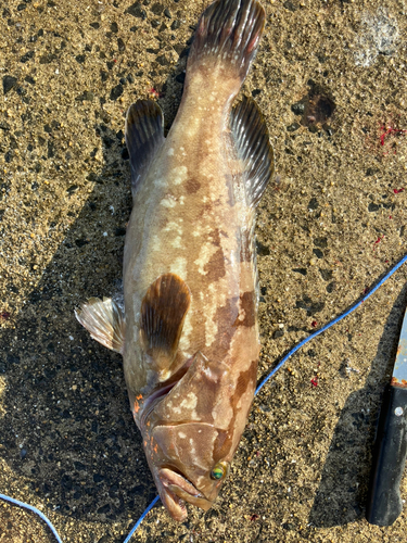 アラの釣果