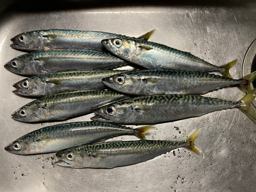 サバの釣果