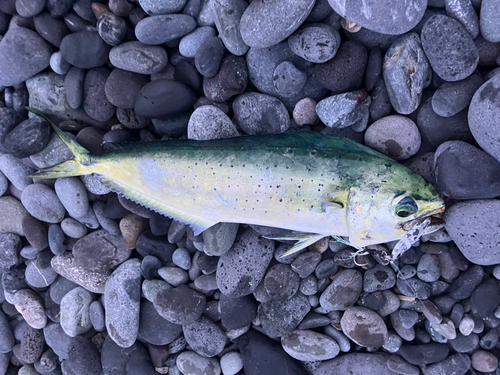 シイラの釣果