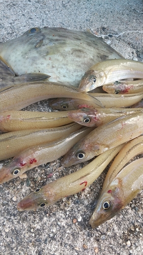 キスの釣果