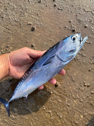 ソウダガツオの釣果