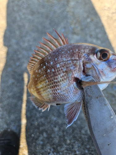 マダイの釣果