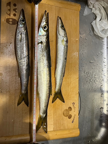 カマスの釣果