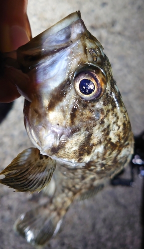 クロソイの釣果