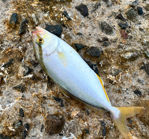 ショゴの釣果