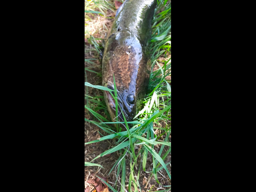 カムルチーの釣果