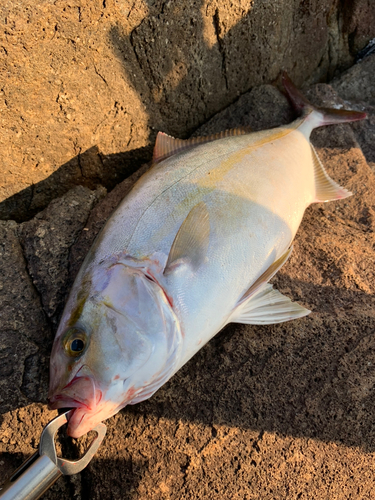 ネリゴの釣果