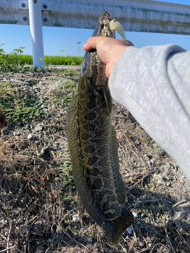 ライギョの釣果