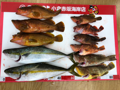 アコウの釣果