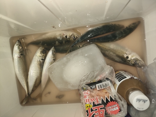 アジの釣果